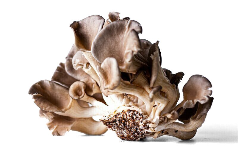 Oyster Mushrooms