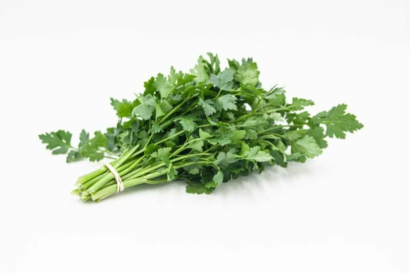 Cilantro