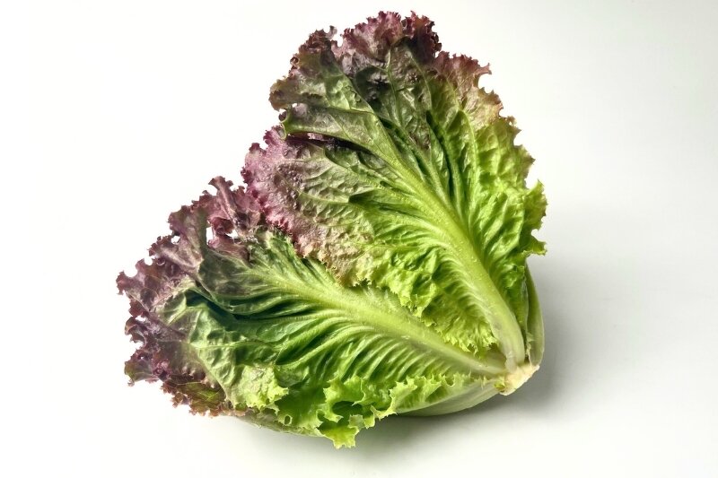 Red Leaf Lettuce