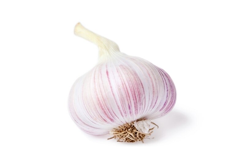 Garlic