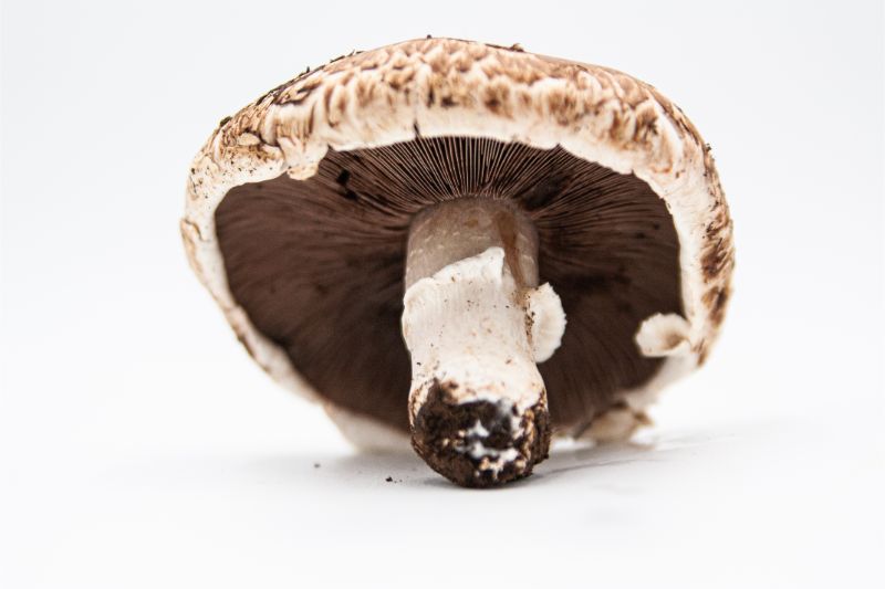 Portobello Mushrooms