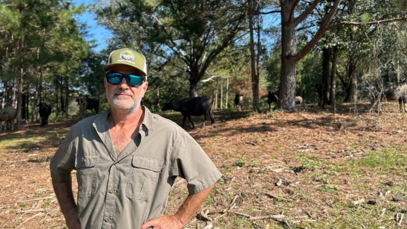 Meet Georgias Asiatic Buffalo Herd
