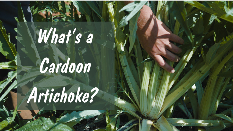 Cardoon Artichokes
