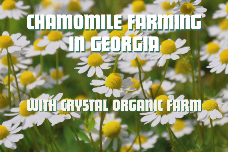 Chamomile Farming in Georgia