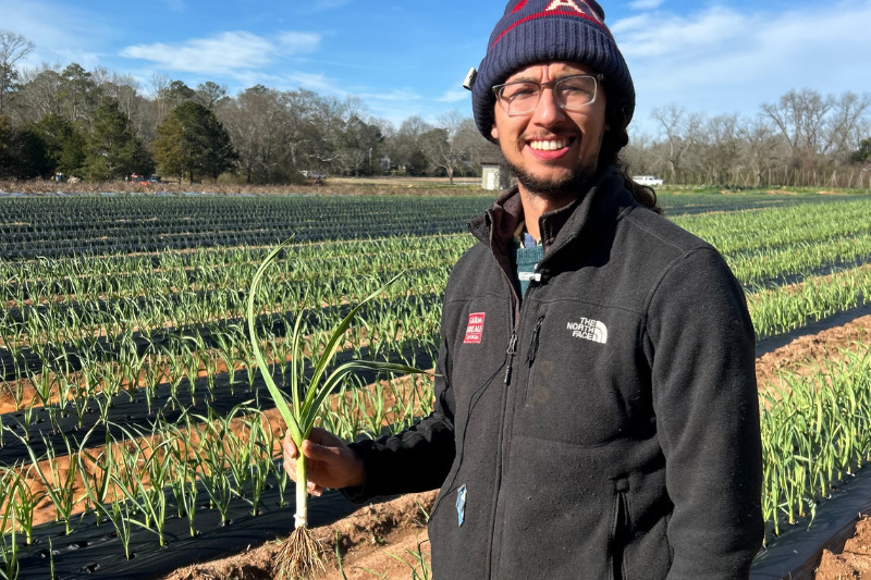 Love is Love Green Garlic Harvest