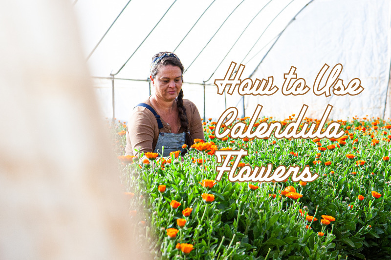 All About Calendula Flowers