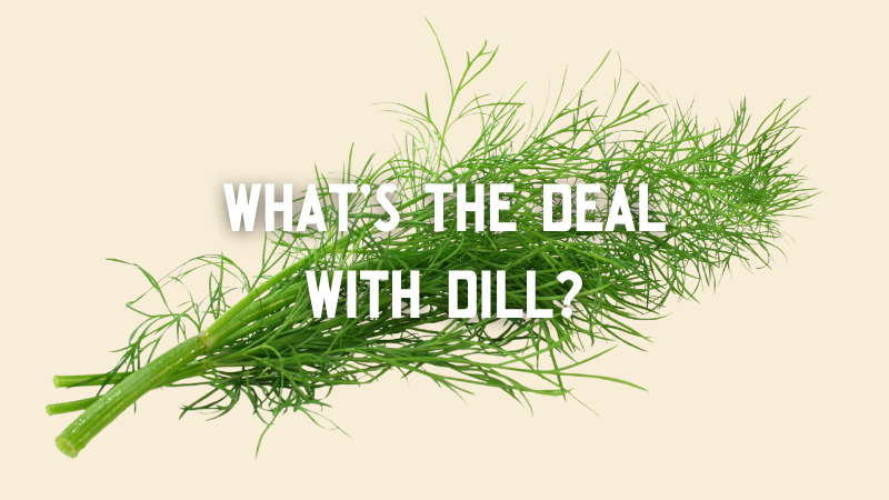 How to Grow and Store Dill