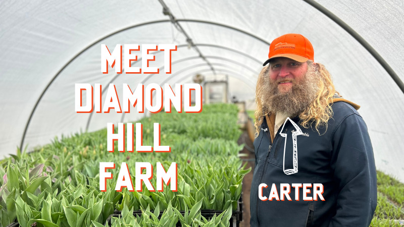 Meet Diamond Hill Farm