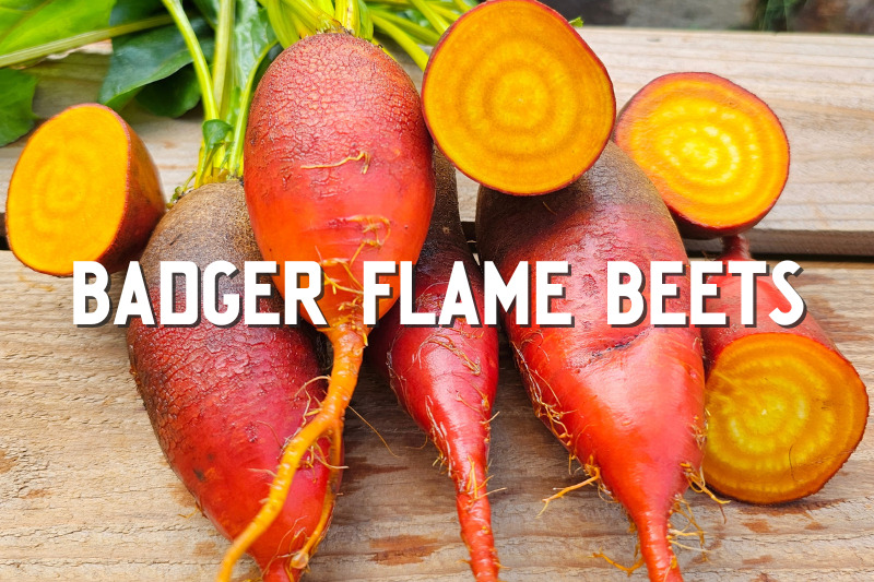 Badger Flame Beets