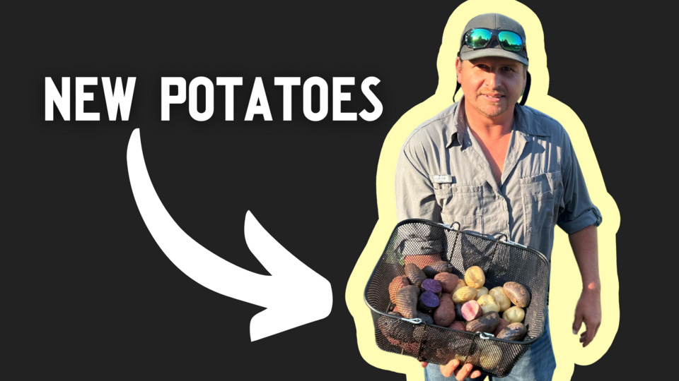 Whats a "New" Potato?