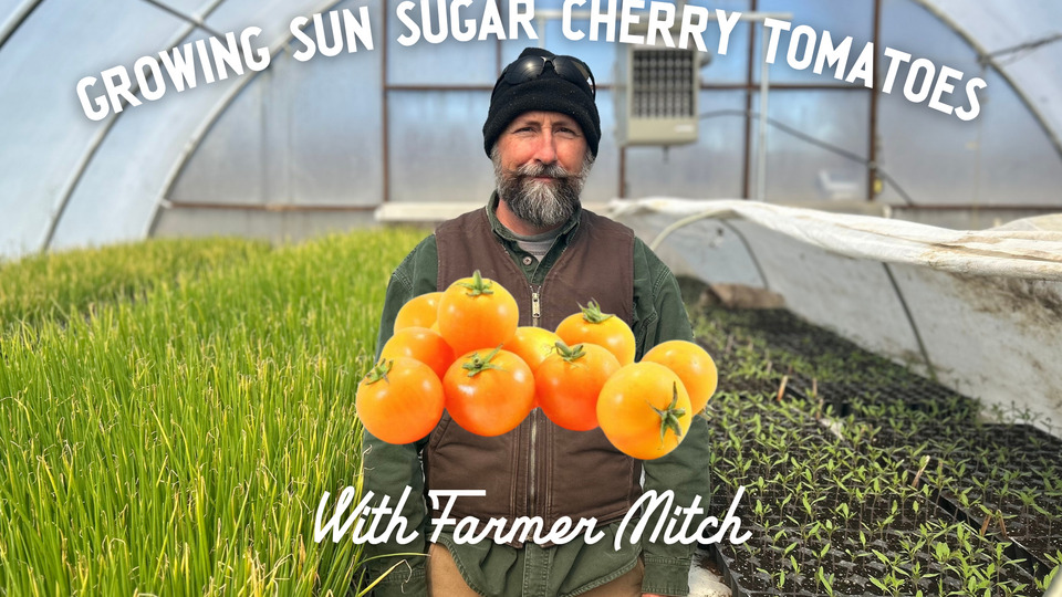 Sweetest Tomato Ever? The Sun Sugar Cherry
