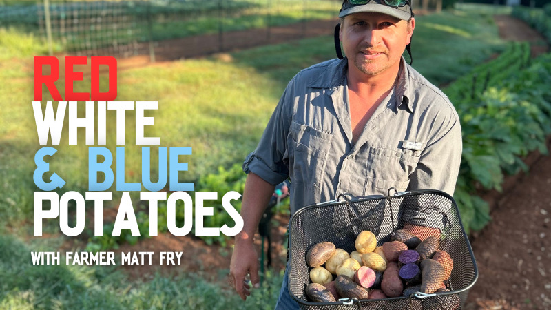 Red, White & Blue Potatoes